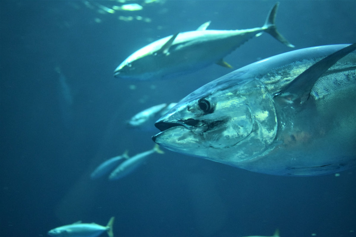 The fish in our oceans are filled with drugs, new study says