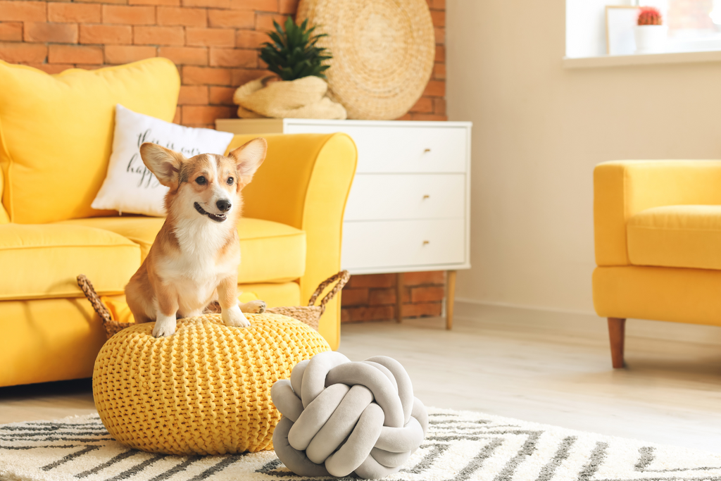 6 Practical Tips for Reducing Pet Allergens Inside Your Home