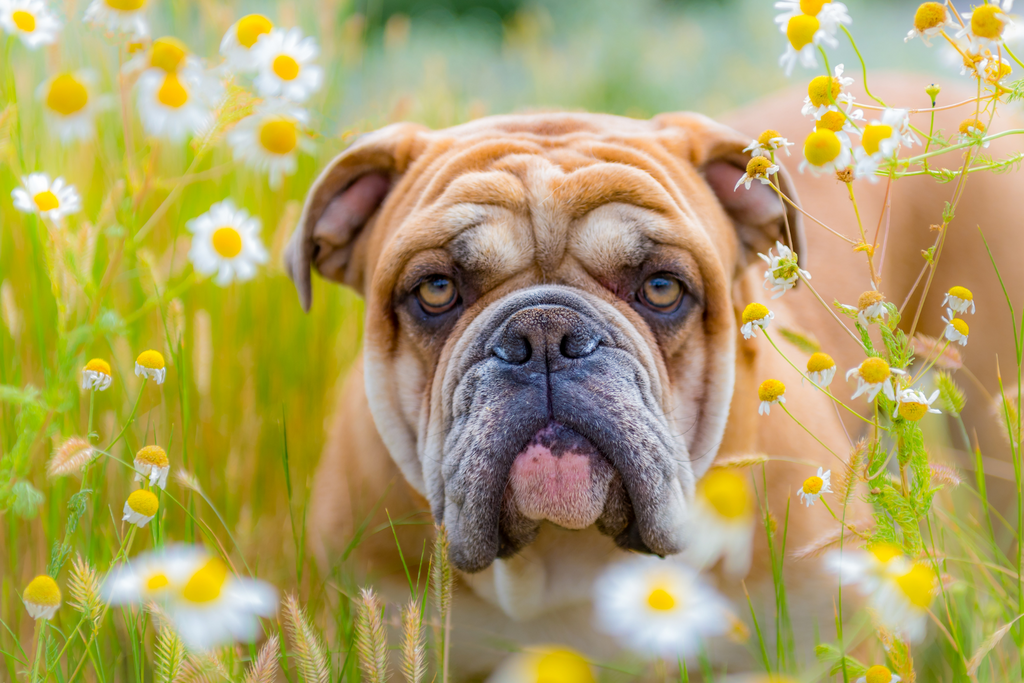 What's the Best Pet Shampoo for Dogs with Skin Folds and Allergies?