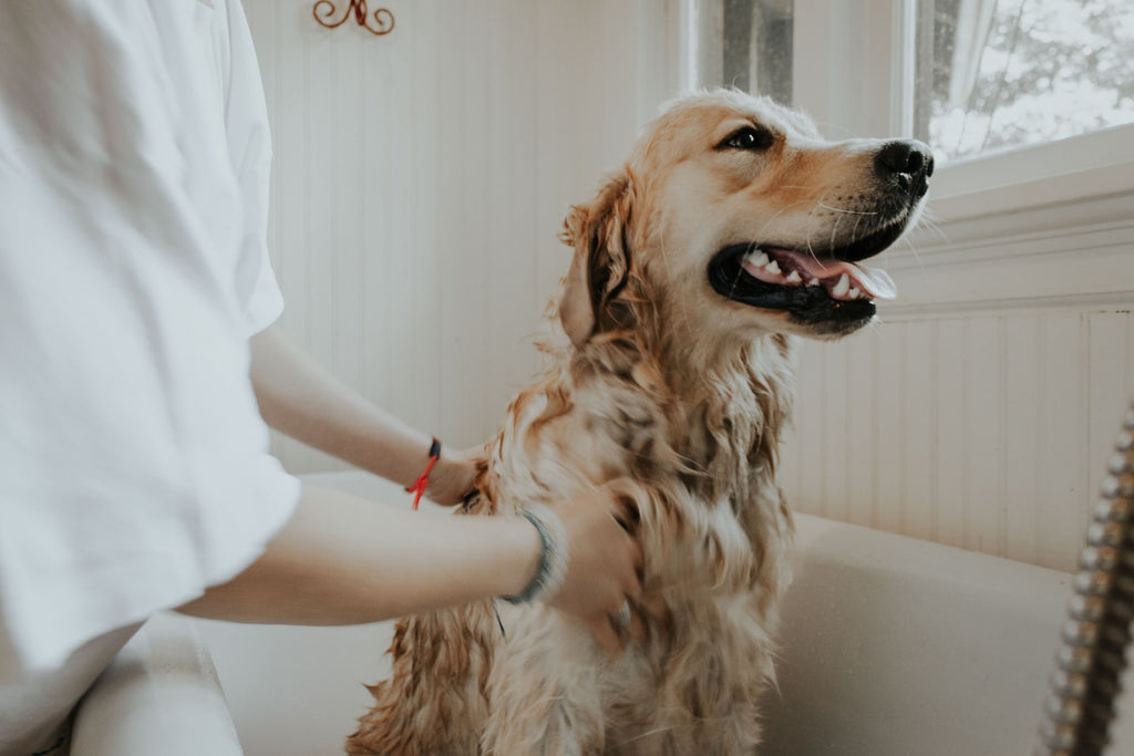 What’s in Your Dog’s Shampoo? Avoid These Ingredients