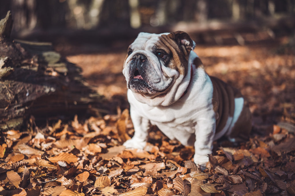Tips for Keeping Your Bulldog's Coat Clean & Healthy