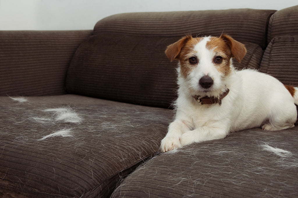 How to Remove Pet Hair from Clothes & Upholstery – The Ecology Works