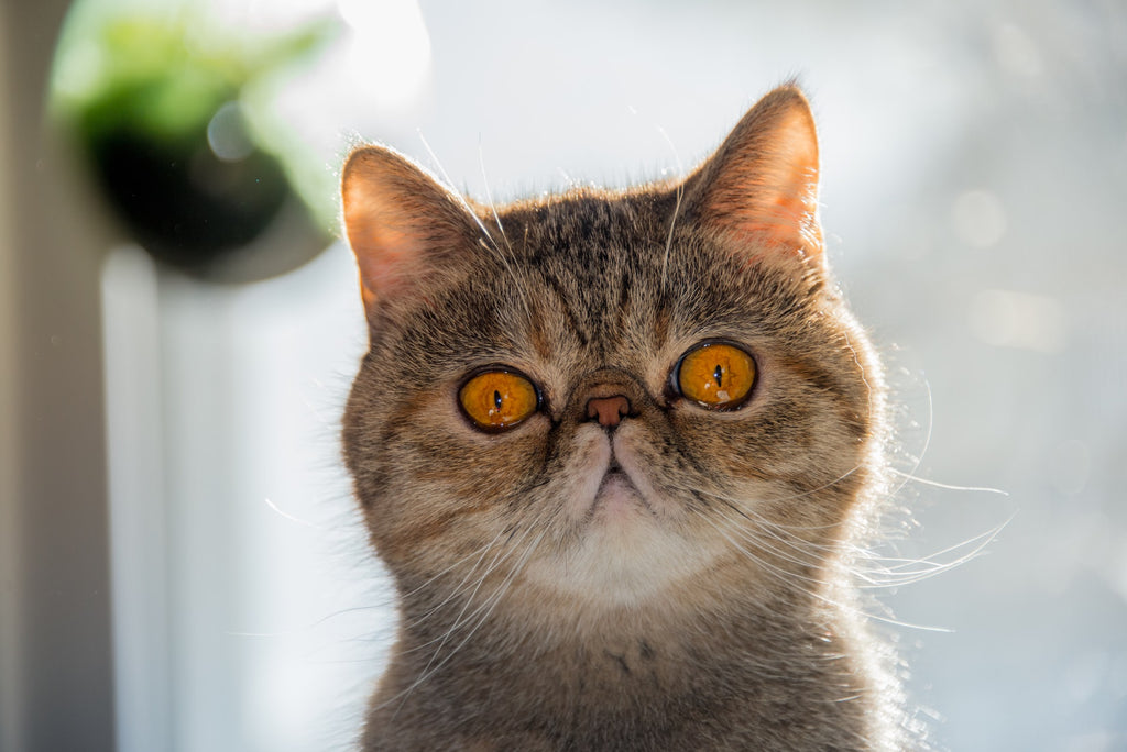 Why Cat Urine Smells So Terrible–And What You Can Do About it